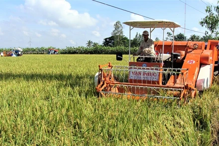 Thu hoạch ST25, lúa đặc sản tạo ra gạo ngon nhất thế giới tại Sóc Trăng.