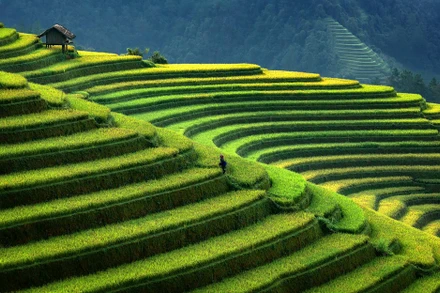 Ruộng bậc thang Mù Cang Chải (Ảnh: GETTYIMAGE/LONELYPLANET)