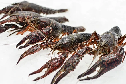 Tôm hùm đất, loài ngoại lai có nguy cơ xâm hại.