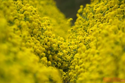 Vàng óng mùa cúc chi