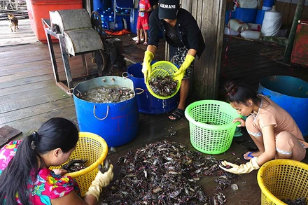 Con ba khía - một loài giáp sát dân dã và phổ biển ở miệt rừng ngập mặn Cà Mau.