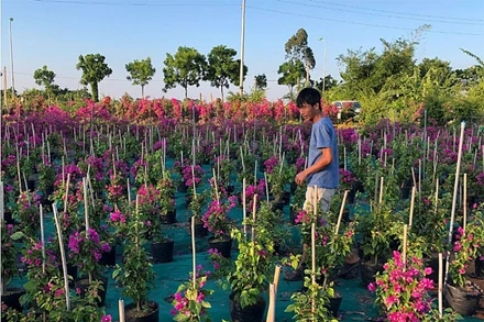 Nhờ có nghề trồng hoa giấy, làng Phù Đổng hiện thu hút nhiều khách du lịch.