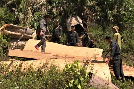 Hàng chục hộp gỗ cưa xẻ được các đối tượng giấu trong rừng bị lực lượng Công an phát hiện bắt giữ.