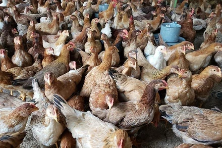 Gà ri giá rẻ là loại gà ri được nuôi theo mô hình công nghiệp.