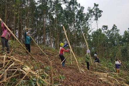 Trồng rừng giúp người dân Sơn Động thoát nghèo bền vững.