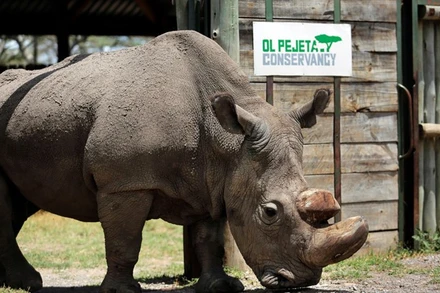 Tình trạng săn bắt để lấy sừng khiến số lượng tê giác suy giảm nghiêm trọng.