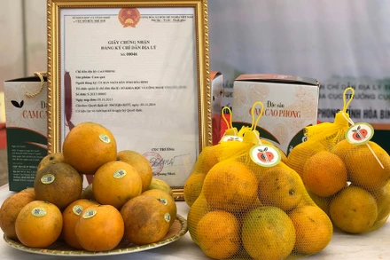 Cam Cao Phong lấy thế mạnh về chất lượng đặc thù và an toàn thực phẩm làm công cụ cạnh tranh và phát triển.
