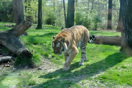 Sự khai thác quá mức động vật có vú trong y học cổ truyền góp phần đẩy loài vật đến nguy cơ tuyệt chủng. Ảnh: Itamar Barbosa.