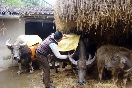 Chủ động phòng, chống rét cho đàn gia súc trong đợt rét đậm, rét hại sắp tới. (Ảnh minh họa)