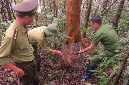 Thả tám cá khỉ quý hiếm về môi trường tự nhiên.