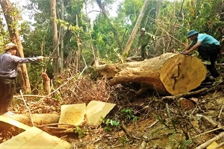 Một vụ khai thác lâm sản trái phép quy mô lớn tại lâm phận do Công ty lâm nghiệp Ea Kar quản lý được phát hiện.