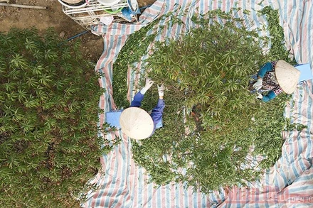 Người dân làng Nhật Tân tất bật tuốt lá đào chờ đón Tết Nguyên đán