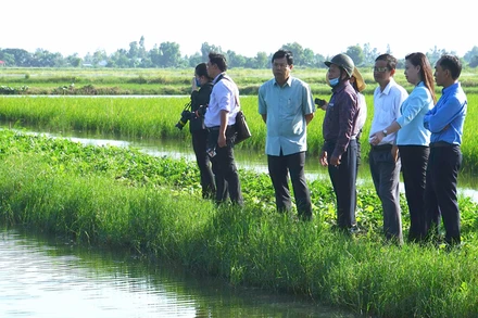Bí thư Tỉnh ủy Cà Mau (sơ-mi xanh tay ngắn) tham quan mô hình lúa-tôm chất lượng cao ở ấp 10, xã Trí Phải.