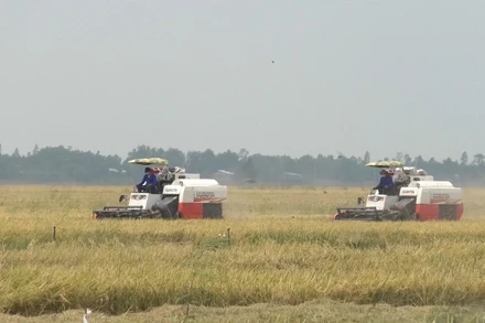 Gánh sứ mệnh bảo đảm an ninh lương thực cho cả nước khiến ĐBSCL chậm dịch chuyển sang các ngành có năng suất cao hơn.