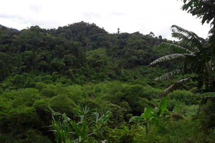 Khu vực rừng Trường Sơn nơi phát hiện hai người đàn ông nằm chết trên võng. Ảnh: Báo Quảng Bình.