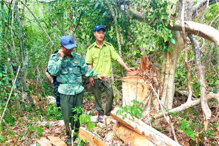Một vụ phá rừng trong Khu Bảo tồn thiên nhiên Ea Sô tại khu vực giáp ranh giữa tỉnh Đắk Lắk và tỉnh Gia Lai được phát hiện đầu năm 2020.