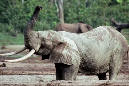 Một con voi châu Phi.
