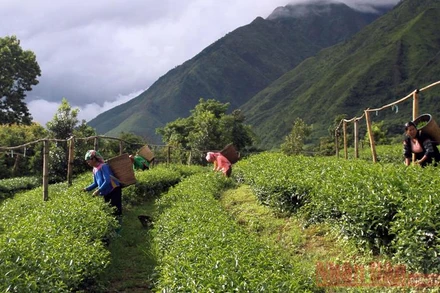Thị trường trong nước giúp bù đắp một phần doanh thu cho doanh nghiệp chè.