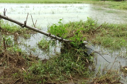 Hiện trường vụ điện giật.