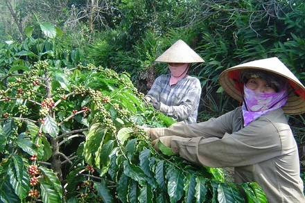 Do giá giá cà-phê, tiêu, sao su giảm ở mức thấp kéo dài trong nhiều năm khiến nhiều Công ty cà-phê trên địa bàn tỉnh Đắk Lắk sản xuất, kinh doanh thua lỗ không có tiền đóng BHXH, BHYT, BHTN cho người lao động.