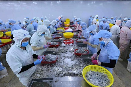 Chế biến tôm xuất khẩu sang thị trường EU. Ảnh: TTXVN