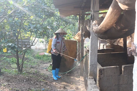 Người dân phương Duy Hải, xã Duy Tiên phun thuốc khử trùng các hố tiêu hủy bò bị viêm da nổi cục và phương tiện ra vào địa phương.