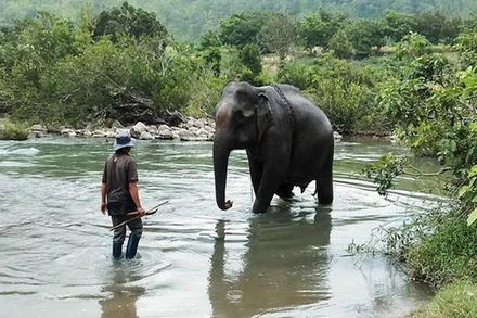 Voi Yă Tao từng là thành viên gắn bó với gia đình anh Siu Kim.