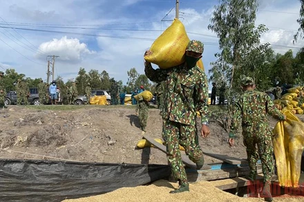 Các chiến sĩ giúp nông dân vận chuyển lúa xuống thuyền máy lớn.