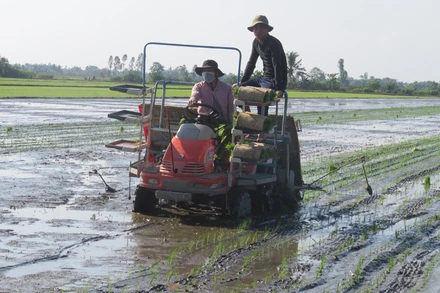 Hợp tác xã Dịch vụ nông nghiệp Mỹ Đông 2, huyện Tháp Mười, tỉnh Đồng Tháp áp dụng máy cấy lúa trên đồng ruộng. (Ảnh: Hữu Nghĩa)