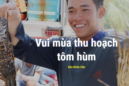 Vui mùa thu hoạch tôm hùm