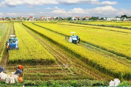Bộ Nông nghiệp và Phát triển nông thôn, Hội nông dân Việt Nam và doanh nghiệp được coi như ba đỉnh của tam giác để phát triển ngành nông nghiệp (ảnh minh họa)