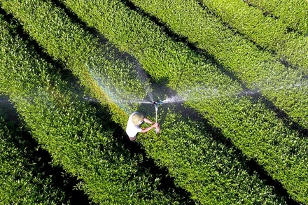 Vùng nguyên liệu chè xã Hùng Sơn, huyện Anh Sơn (Nghệ An). (Ảnh: QUANG DŨNG)