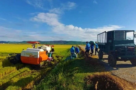 Đoàn viên, thanh niên xã Vạn Trạch, huyện Bố Trạch giúp người dân đang bị cách ly thu hoạch lúa.