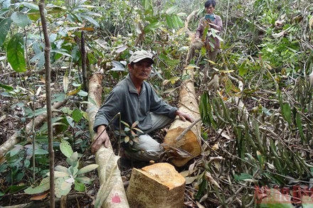 Chưa đủ thủ tục tỉnh Phú Yên đã cho phát trắng hàng chục ha rừng tự nhiên để triển khai dự án chăn nuôi bò tại hai tiểu khu 310, 311 huyện Sông Hinh. ( Ảnh chụp tháng 3/2017)