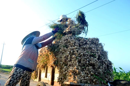 Nông dân trồng tỏi ở Lý Sơn đối mặt với khó khăn do dịch Covid-19.