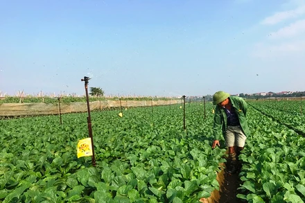 Vùng sản xuất rau an toàn Mê Linh hình thành sau dồn điền đổi thửa. (Ảnh: NGỌC SƠN)