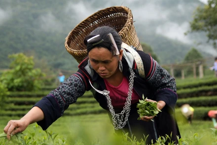 Chè là một trong những sản phẩm nông nghiệp chủ lực đem lại thu nhập, ổn định cuộc sống cho hàng nghìn hộ nông dân Lai Châu.