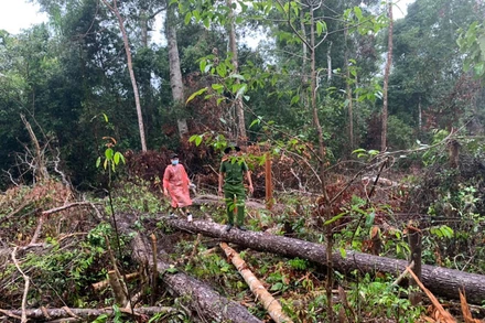 Cơ quan chức năng huyện Đắk Glong tiến hành khám nghiệm hiện trường vụ phá rừng.