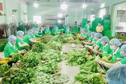 HTX Nông nghiệp Thương mại dịch vụ Phú Quới, xã Yên Luông, huyện Gò Công Tây, Tiền Giang tham gia cung cấp túi combo nông sản. Ảnh: Tổ công tác 970.