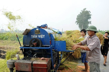 Nông dân huyện Hoài Đức, thành phố Hà Nội thu hoạch lúa. (Ảnh: NGUYỄN QUANG)