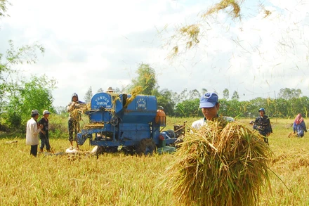 Các tỉnh đồng bằng sông Cửu Long đang đẩy mạnh thu hoạch lúa hè thu. (Ảnh: THANH VŨ)