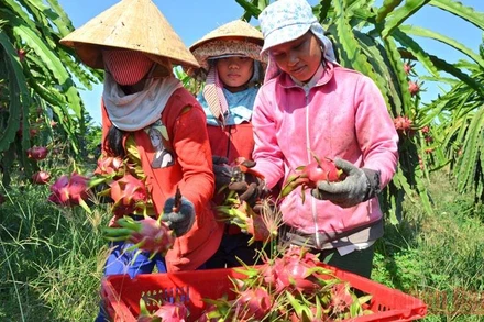 Thu hoạch thanh long tại Hợp tác xã dịch vụ thanh long hữu cơ Phú Hội, xã Hàm Hiệp, huyện Hàm Thuận Bắc (Bình Thuận). (Ảnh: Đình Châu)