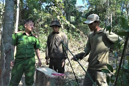 Một vụ khai thác lâm sản trái phép trên lâm phần do Công ty Lâm nghiệp Ea Kar quản lý được lực lượng Công an phát hiện, xử lý.