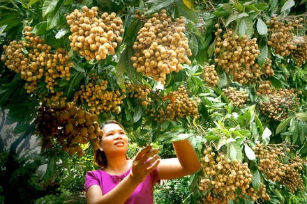 Các nhà vườn phường Hồng Châu, thành phố Hưng Yên thu hoạch nhãn chính vụ. (Ảnh: PHẠM THÀNH)