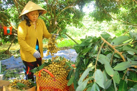 Thu hoạch nhãn ở xã An Nhơn, huyện Châu Thành, tỉnh Đồng Tháp. (Ảnh: HỮU NGHĨA)