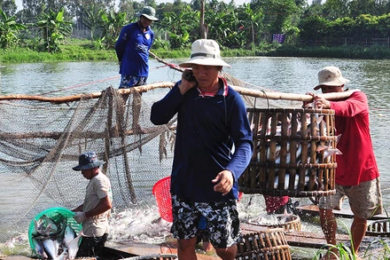 Thu hoạch cá tra tại TP Cần Thơ. Ảnh: THANH TÂM 