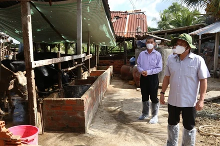 Lãnh đạo UBND tỉnh Tiền Giang và ngành nông nghiệp đến kiểm tra một đàn bò bị bệnh viêm da nổi cục ở xã Song Bình (huyện Chợ Gạo).