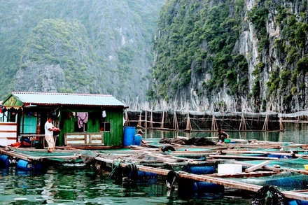 Các bè nuôi thủy sản trên vịnh thuộc quần đảo Cát Bà.