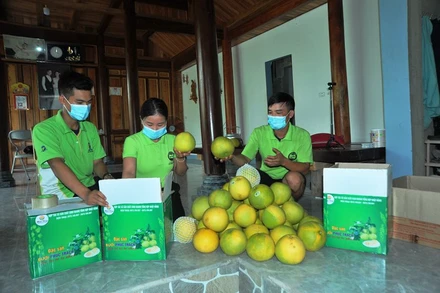 Sản phẩm bưởi Phúc Trạch được dán tem truy xuất hàng hóa theo tiêu chuẩn VietGAP.