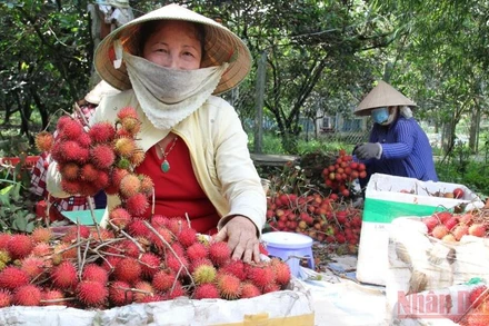 Bà Nguyễn Thị Em (ấp Phú Thạnh 1, xã Đồng Phú, huyện Long Hồ, tỉnh Vĩnh Long) phấn khởi được thương lái đến mua chôm chôm. (Ảnh: BÁ DŨNG)